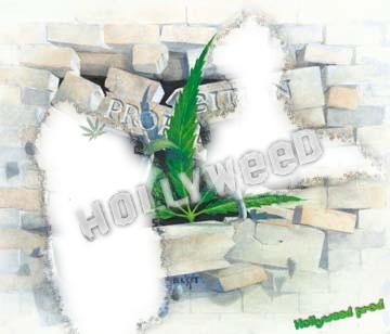 hollyweed